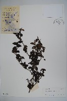 密毛假黃楊藏品圖，第1張