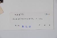 密毛假黃楊藏品圖，第2張