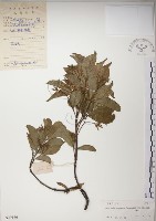 絡石藏品圖，第1張