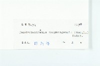 香港四照花藏品圖，第3張