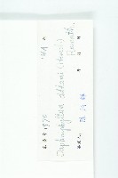 俄氏虎皮楠、蘭嶼虎皮楠、虎皮楠藏品圖，第3張