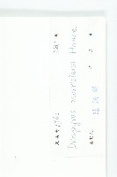 山紅柿藏品圖，第3張