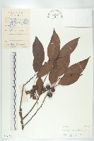 山紅柿藏品圖，第4張