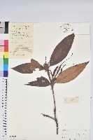 刺毛杜鵑藏品圖，第1張