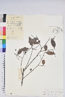 米飯花藏品圖，第1張