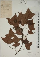 楓香、楓樹藏品圖，第1張