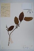 鐵冬青藏品圖，第1張