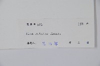 鐵冬青藏品圖，第2張