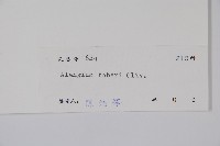 小花八角楓藏品圖，第2張