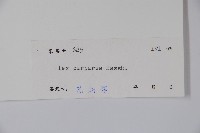 冬青藏品圖，第2張