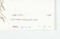 焊菜藏品圖，第3張