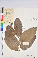 板栗藏品圖，第1張