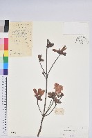 唐杜鵑、大屯杜鵑、中原氏杜鵑藏品圖，第1張