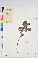 龍眼睛藏品圖，第1張