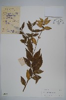 大葉黃楊藏品圖，第1張