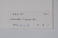 大葉黃楊藏品圖，第2張