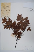 嶺南槭藏品圖，第1張