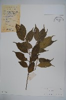 臺灣糊樗藏品圖，第1張