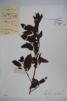 細果鐵冬青藏品圖，第1張