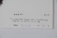 細果鐵冬青藏品圖，第2張