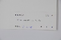 細枝冬青藏品圖，第2張