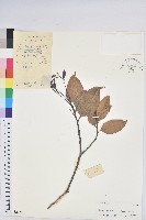 反刺苦櫧藏品圖，第1張