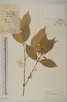 大果衛矛藏品圖，第1張