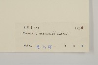 大果衛矛藏品圖，第3張