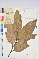 鉤栲藏品圖，第1張