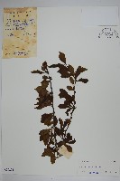 鼠李冬青、滿樹星藏品圖，第1張