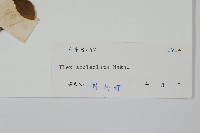 鼠李冬青、滿樹星藏品圖，第2張