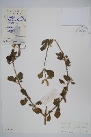 土牛膝藏品圖，第1張