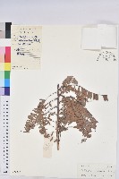 油柑藏品圖，第1張