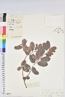 方葉五月茶藏品圖，第1張