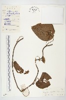 頭花銀背藤藏品圖，第3張