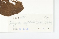 頭花銀背藤藏品圖，第5張