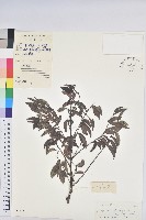 登錄號:S029273藏品圖，第1張