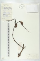 五指山柿藏品圖，第4張