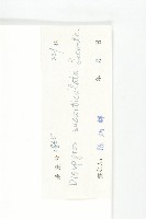 五指山柿藏品圖，第6張