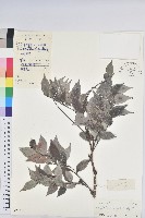 白背算盤子藏品圖，第1張