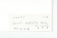 圓萼牽牛藏品圖，第3張