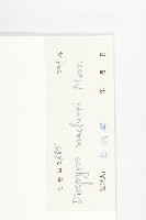 瓊島柿藏品圖，第3張