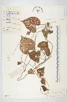 帽苞薯藤藏品圖，第1張