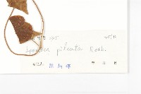 帽苞薯藤藏品圖，第3張