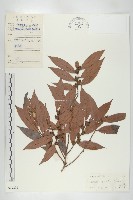 軟毛柿藏品圖，第1張