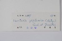 仔欖樹藏品圖，第2張