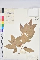 海南栲藏品圖，第1張