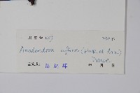 小錦蘭藏品圖，第2張