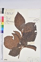 登錄號:S029298藏品圖，第1張