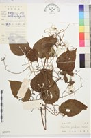 兩廣錫蘭蓮藏品圖，第1張